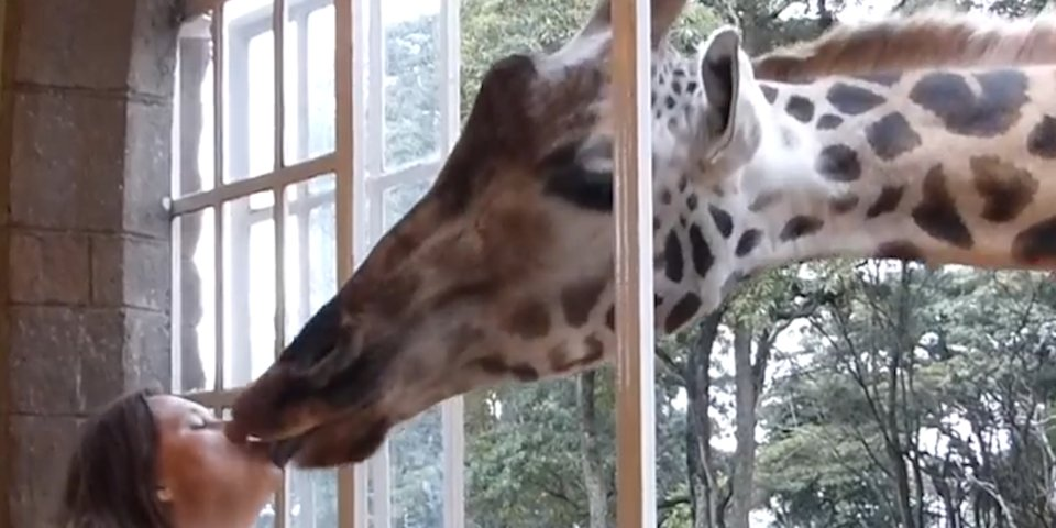 Acesti turisti s-au cazat la hotel, insa nu stiau ca pot lua micul dejun alaturi de girafe