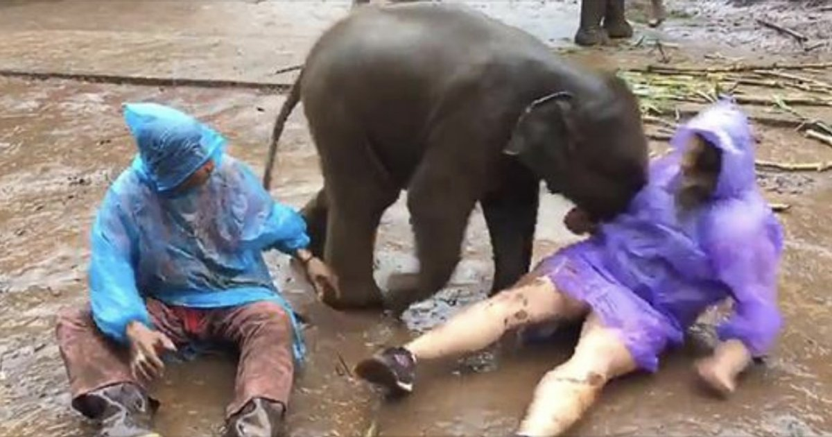Puiul de elefant doboara o femeie, insa intentiile sale nu sunt rele