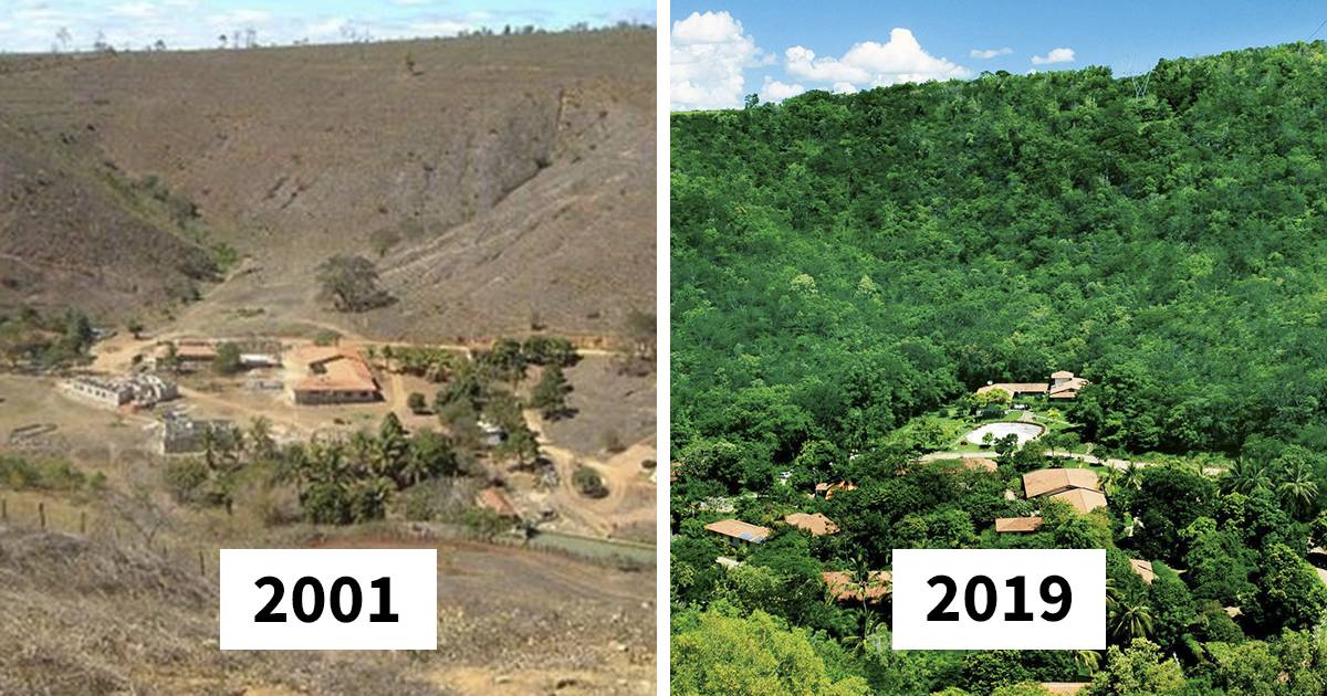Timp de 20 de ani un cuplu a plantat două milioane de copaci. Animalele s-au reîntors cand totul a revenit la normal