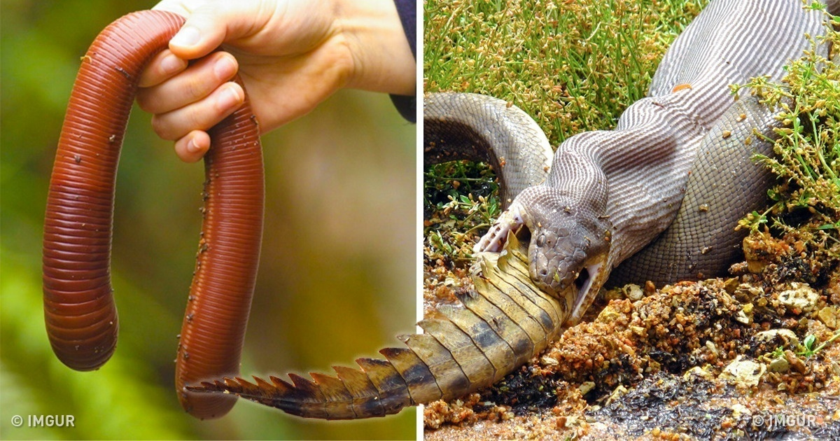 Oamenii de știință ne arată 11 creaturi înfricoșătoare care trăiesc în Australia