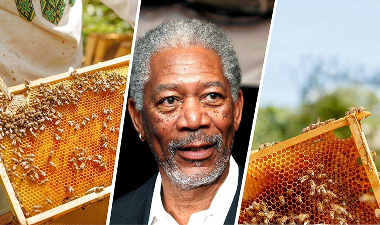 Actorul Morgan Freeman şi-a transformat ferma, de 124 de hectare, într-un sanctuar dedicat albinelor