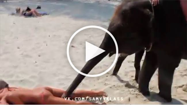 Vezi ce face acest Elefant...Cele mai Tari Clipuri de pe Net...VIDEO