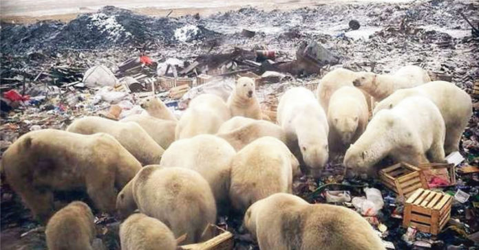 Urșii polari înfometați invadează orașele rusești și înspăimântă locuitorii