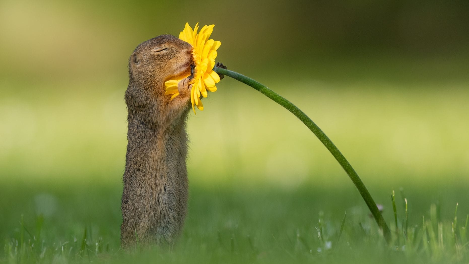 Veverița ”îndrăgostită”.Un fotograf surprinde momentul in care o veverița curioasă se oprește să miroasă o floare