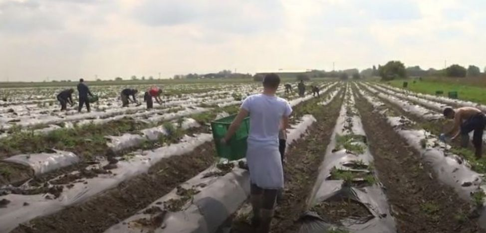 Româncă din Germania, despre lucrătorii sezonieri care fac probleme: „Condiţiile sunt mult mai bune. Nu i-a obligat nimeni să vină“