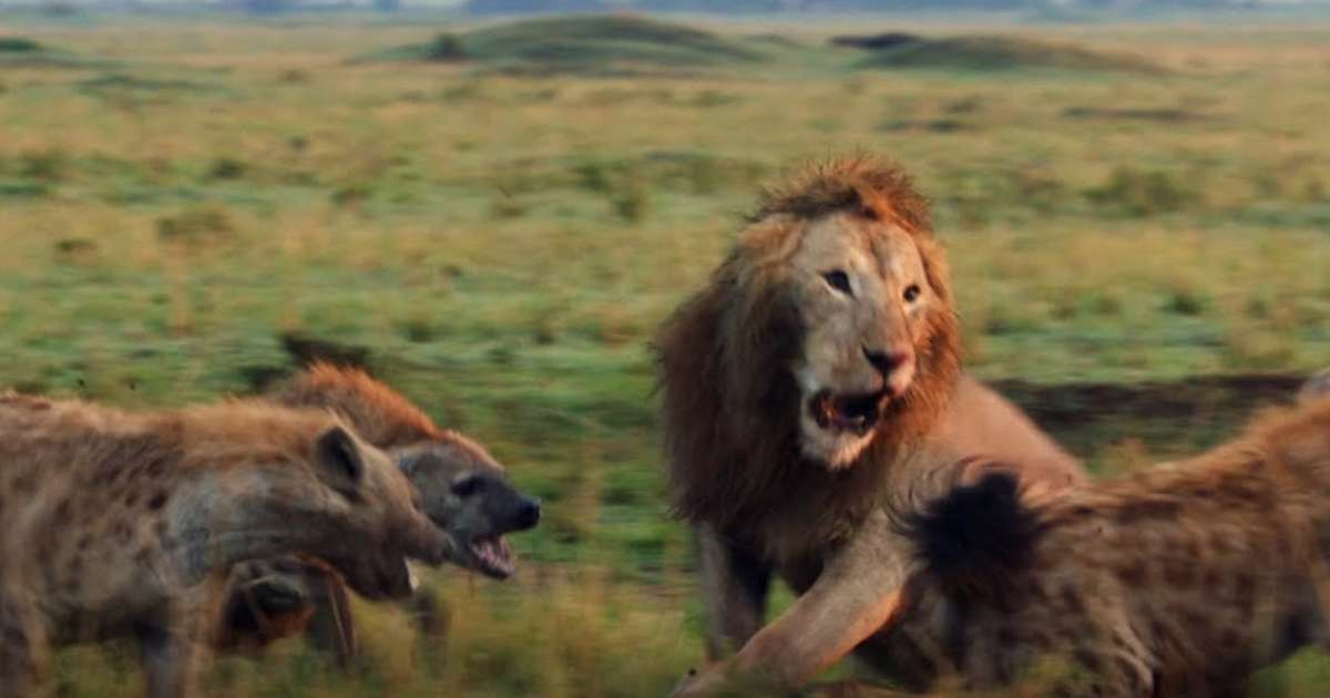 Acest leu este încolţit de 20 de hiene hămesite – dar staţi să vedeţi cine apare şi îl salvează în ultima clipă