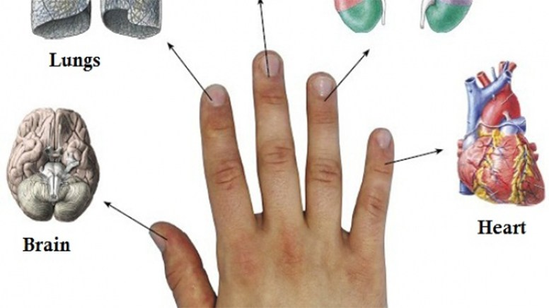 Fiecare deget este conectat cu două organe. Uite cum te vindeci RAPID