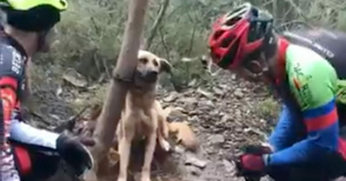 Un câine scheletic a fost abandonat , legandu-l de un copac. Priviţi-i reacţia când este găsit de salvatori