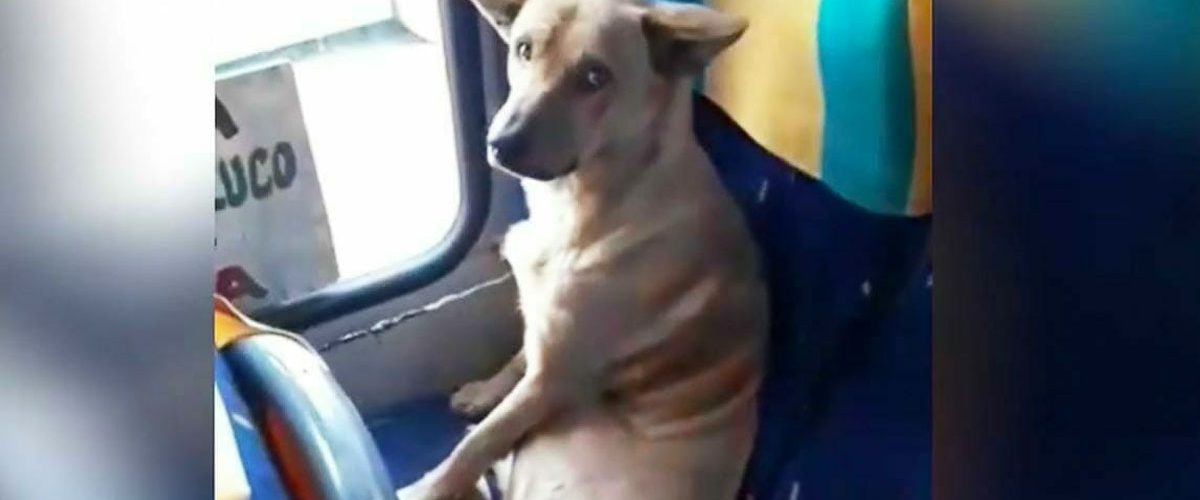 Un câine fără adăpost ajunge în autobuz şi se aşază pe scaun ca un pasager – Reacţia şoferului este perfectă