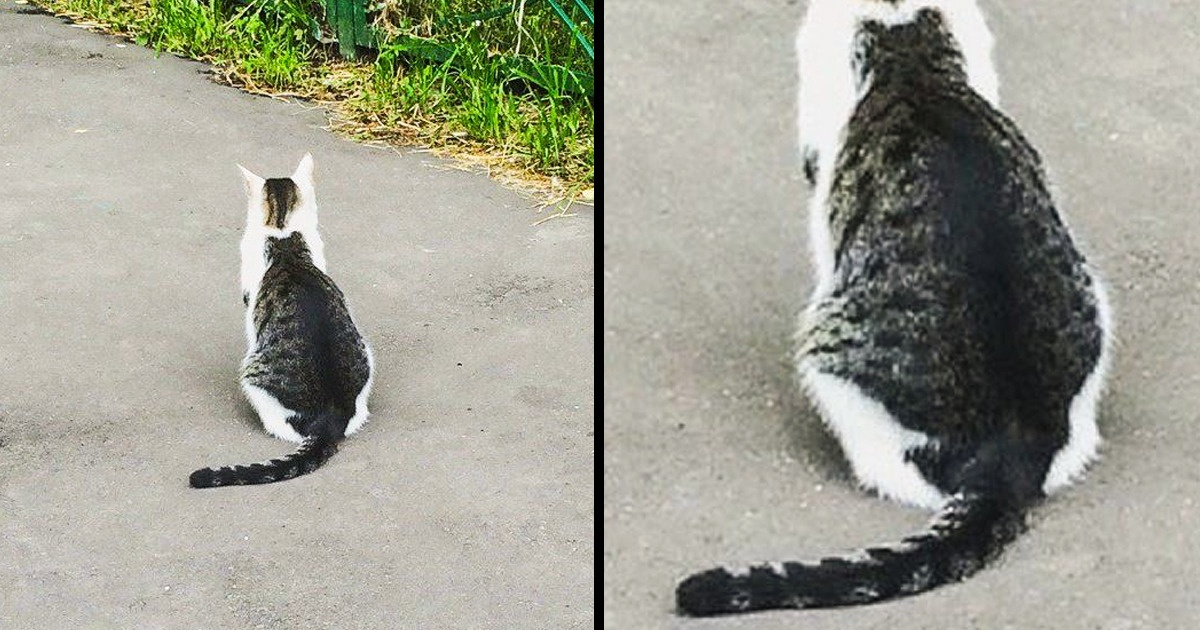 30 de pisici cu cele mai nebunești semne pe blană, aproape că ai crede ca sunt modificate pozele