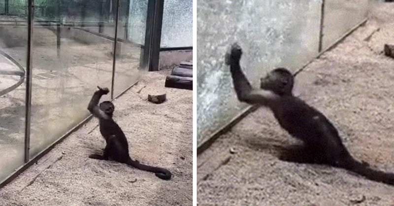 maimuţă a ascuţit o piatră