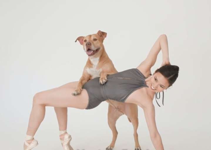 Doi fotografi încep să facă poze cu câini si cu balerine - fotografiile îți vor topi inima. Acest videoclip a convins milioane de persoane sa se apuce de balet