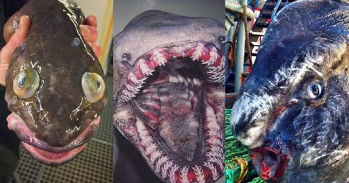 10 animale foarte rare gasite de un pescar in timp ce era cu barca in mijlocul marii