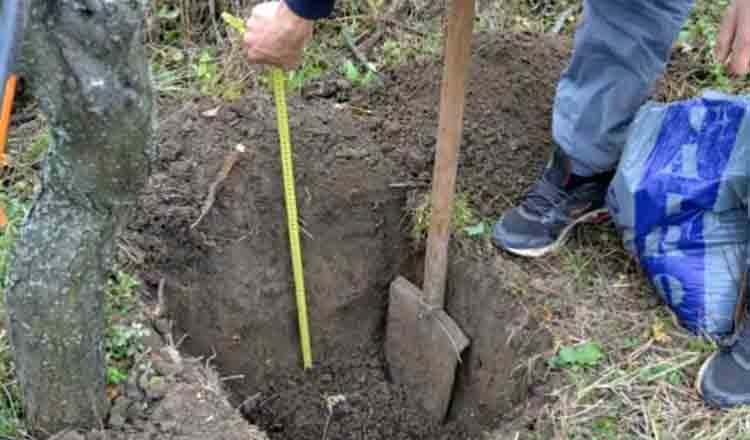 Cum să plantezi singur copacii în grădină. Metoda CORECTĂ