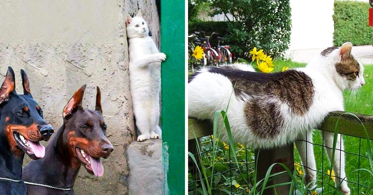 25 de fotografii care dovedesc că pisicile sunt creaturi hilare