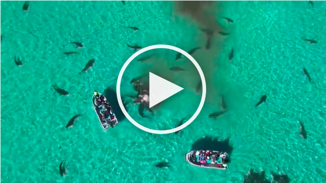 (VIDEO) Imagini de groaza ! 70 de rechini au sfasiat o balena, inconjurind doua vase de turisti 