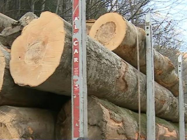 IGPR: 700 de controale şi peste 100 de dosare penale pentru tăierea ilegală de arbori
