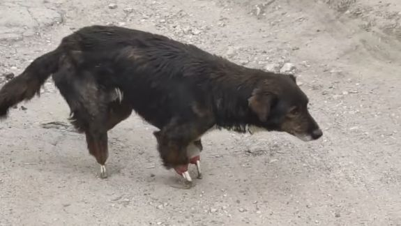  (FOTO)Unui câine i-a fost tăiate labele, iar acum merge pe propriile oase. „IMAGINI ȘOCANTE” (FOTO)