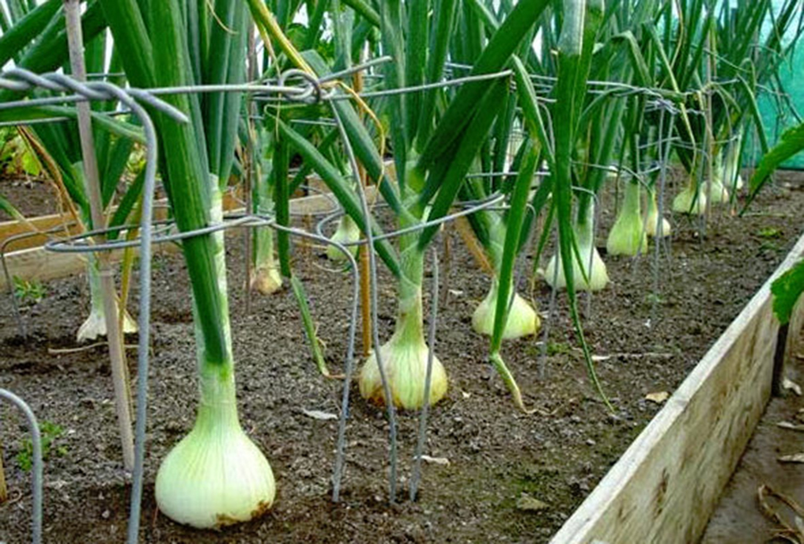 Cum să obțineți recoltă de ceapă care să vă ajungă pe un an întreg – din experiența unui grădinar