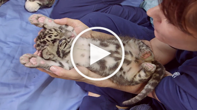 Vezi ce Dragut e acest pui de Leopard nou nascut...VIDEO 