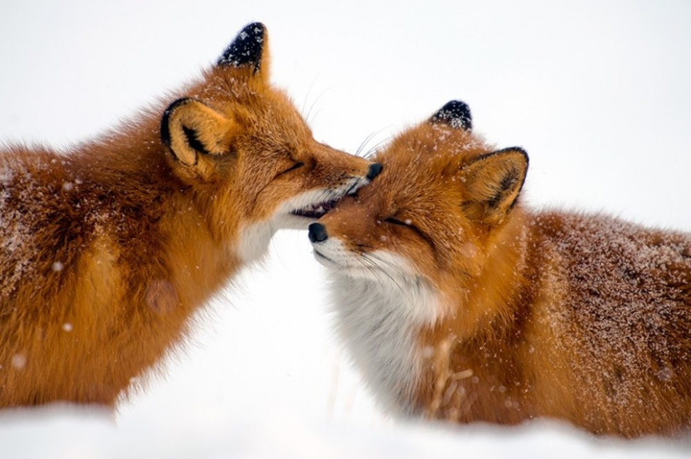 9 specii de animale minunate care ne învață să iubim și să fim fideli partenerului