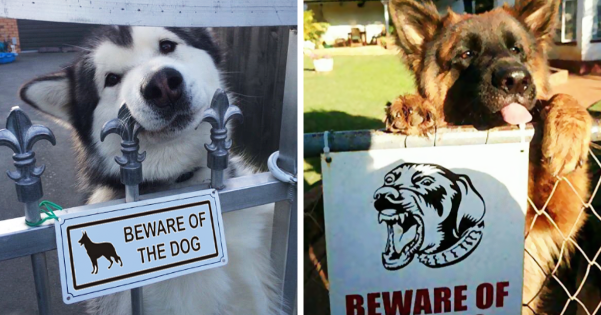 20 de Câini care se ascund în spatele semnului "CÂINE RAU". Te vor ataca feroce cu adorabilitatea lor