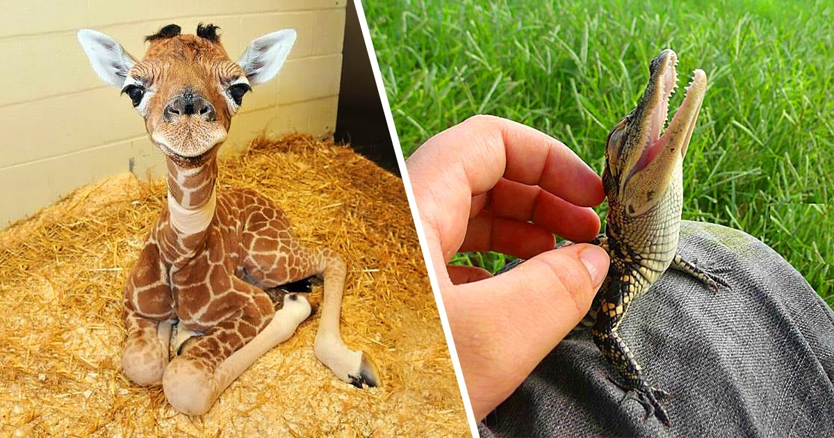 20 bebelușii de animale sălbatice care vă pot fura inima