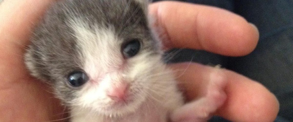 Bărbatul salvează o pisicuţă orfană – 1 an mai târziu, felina încă îl răsplăteşte cu dragostea şi drăgălăşenia ei