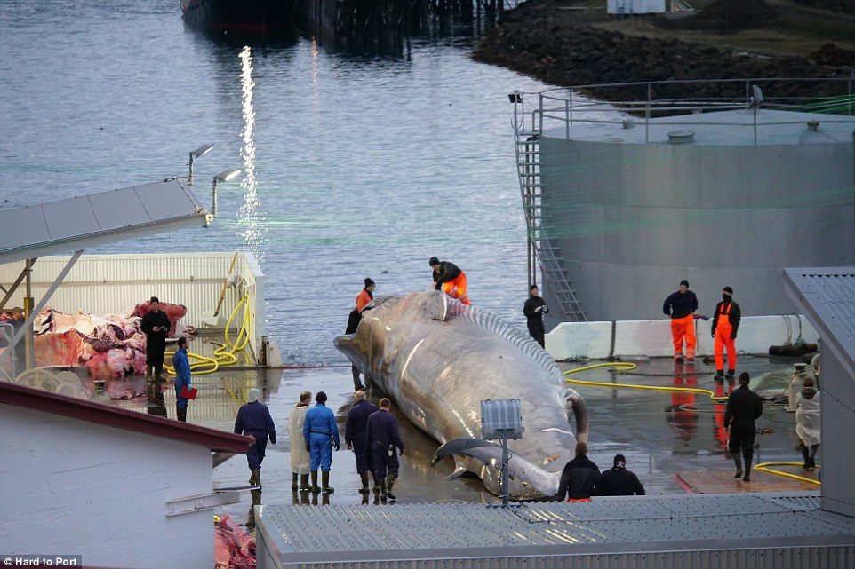 Acesti oameni au sacrificat o balena albastra pe cale de disparitie pentru a ajunge pe masa celor din JAPONIA
