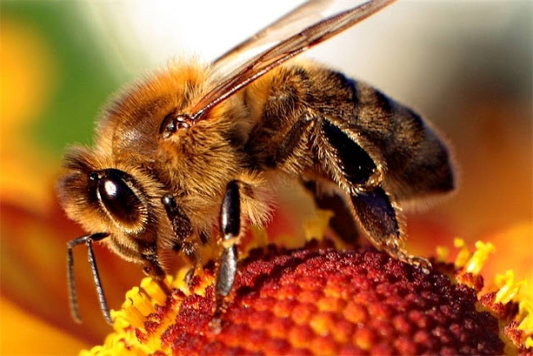 „Dacă albina va dispărea vreodată de pe pământ, omul mai are de trăit doar patru ani”.